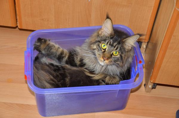 Зооняня (домашняя передержка) — фото 2